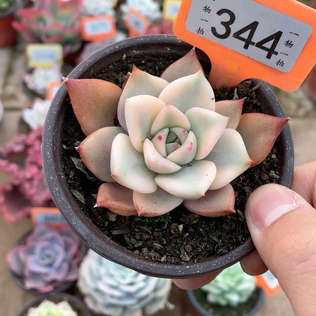 【闪购商品】二****）344号