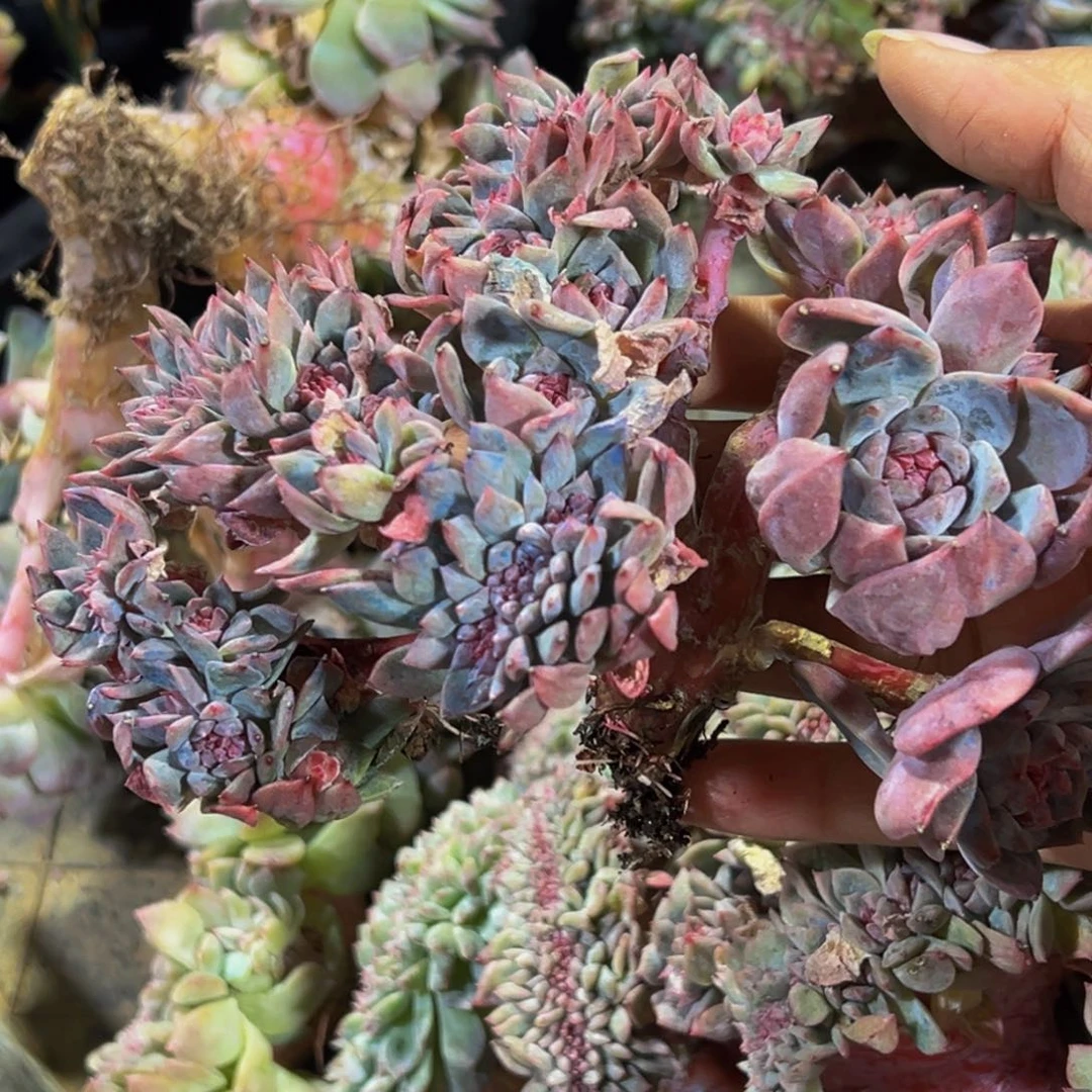 书***包水蜜桃 水蜜桃 水蜜桃