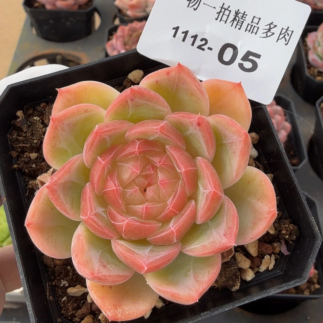 1112-05多肉单颗一物一拍