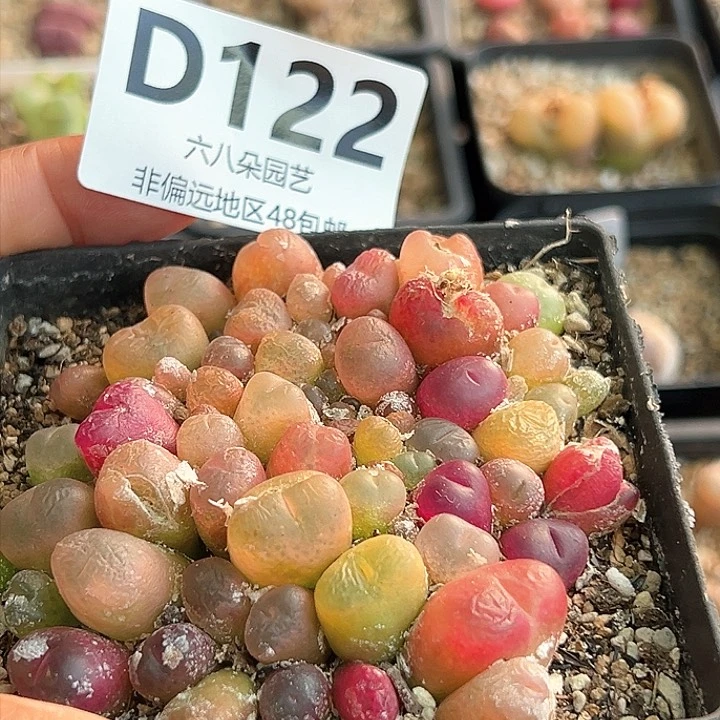 特价毛汗尼混播带盆发