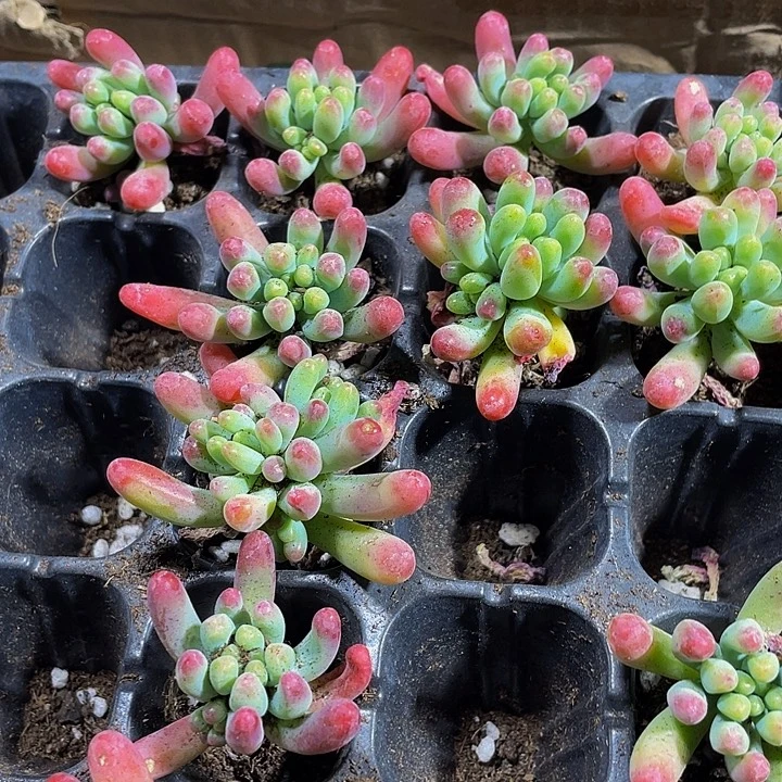 小乙女心1元带土发货