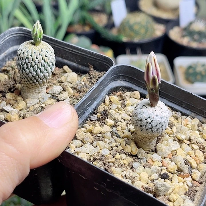 精巧殿 蔷薇丸 实生球