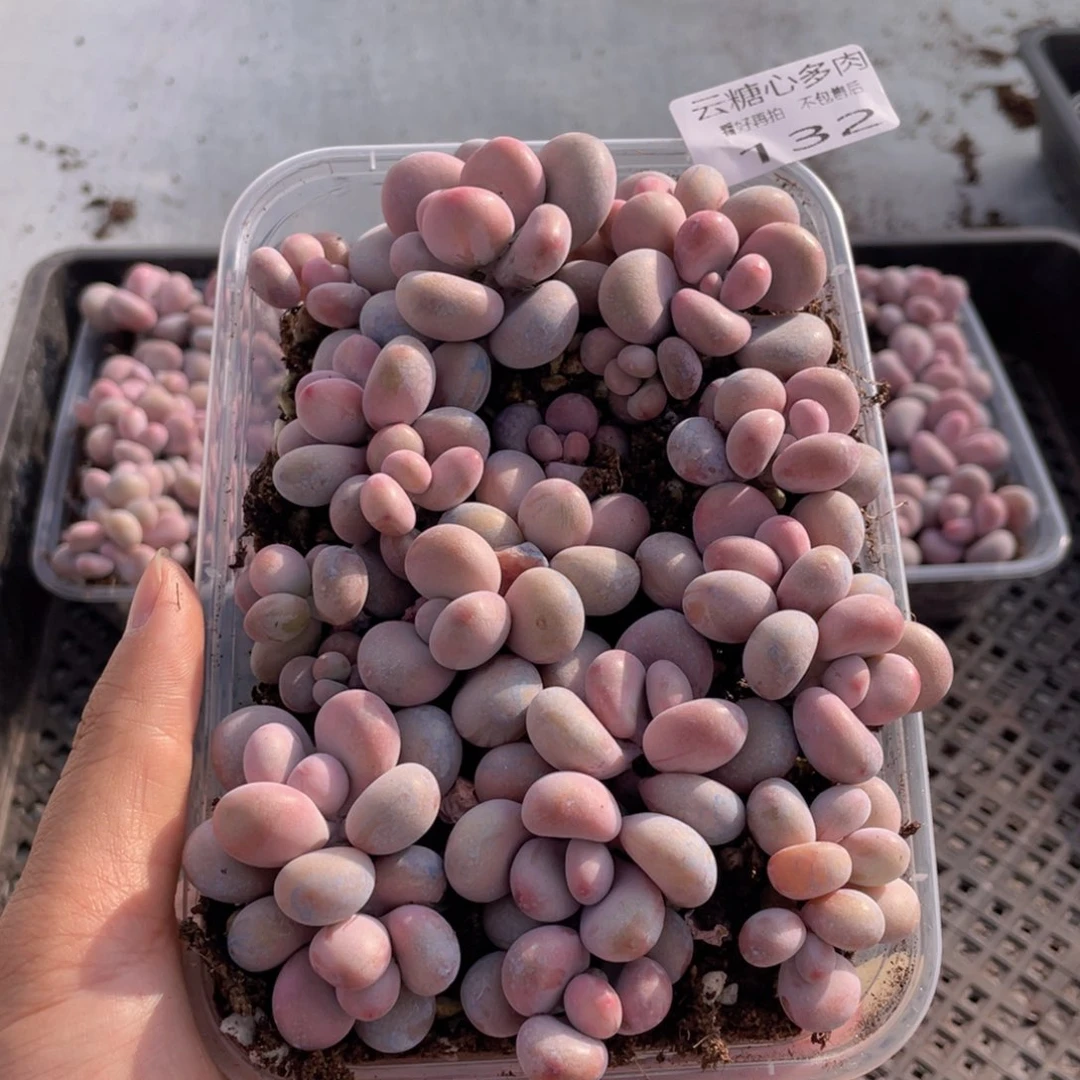 云糖心多肉植物132