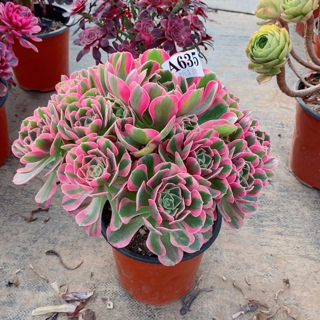 嫩桩粉女郎635多肉法师