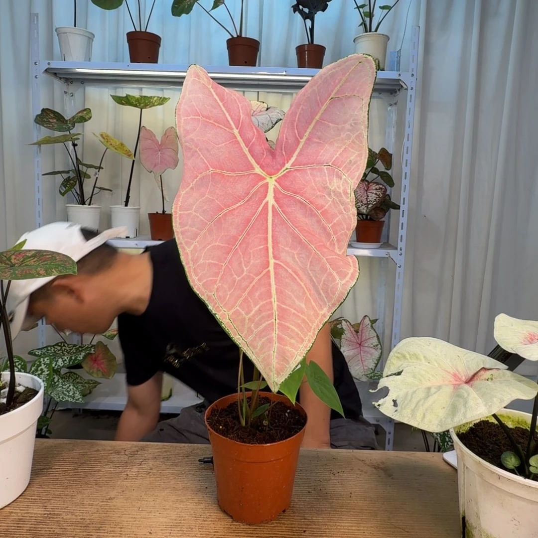 ****胡无花朵婚纱    5级福利   FD00001