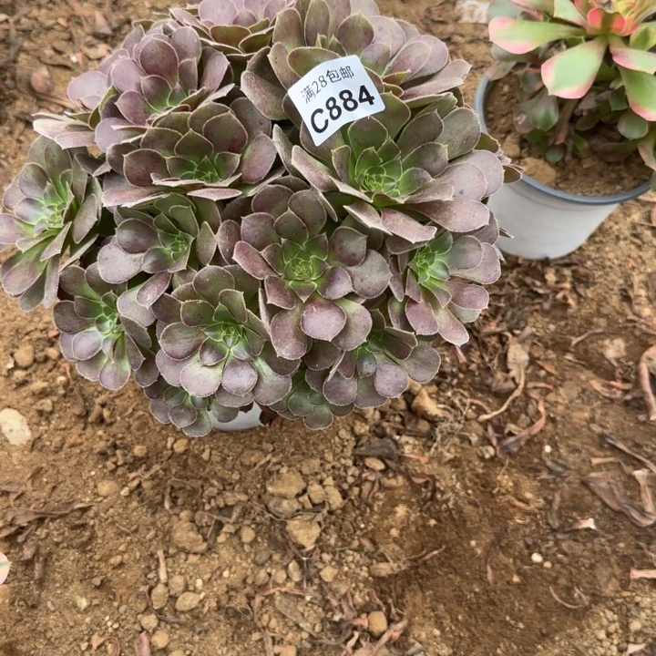 884 多肉植物不包断枝