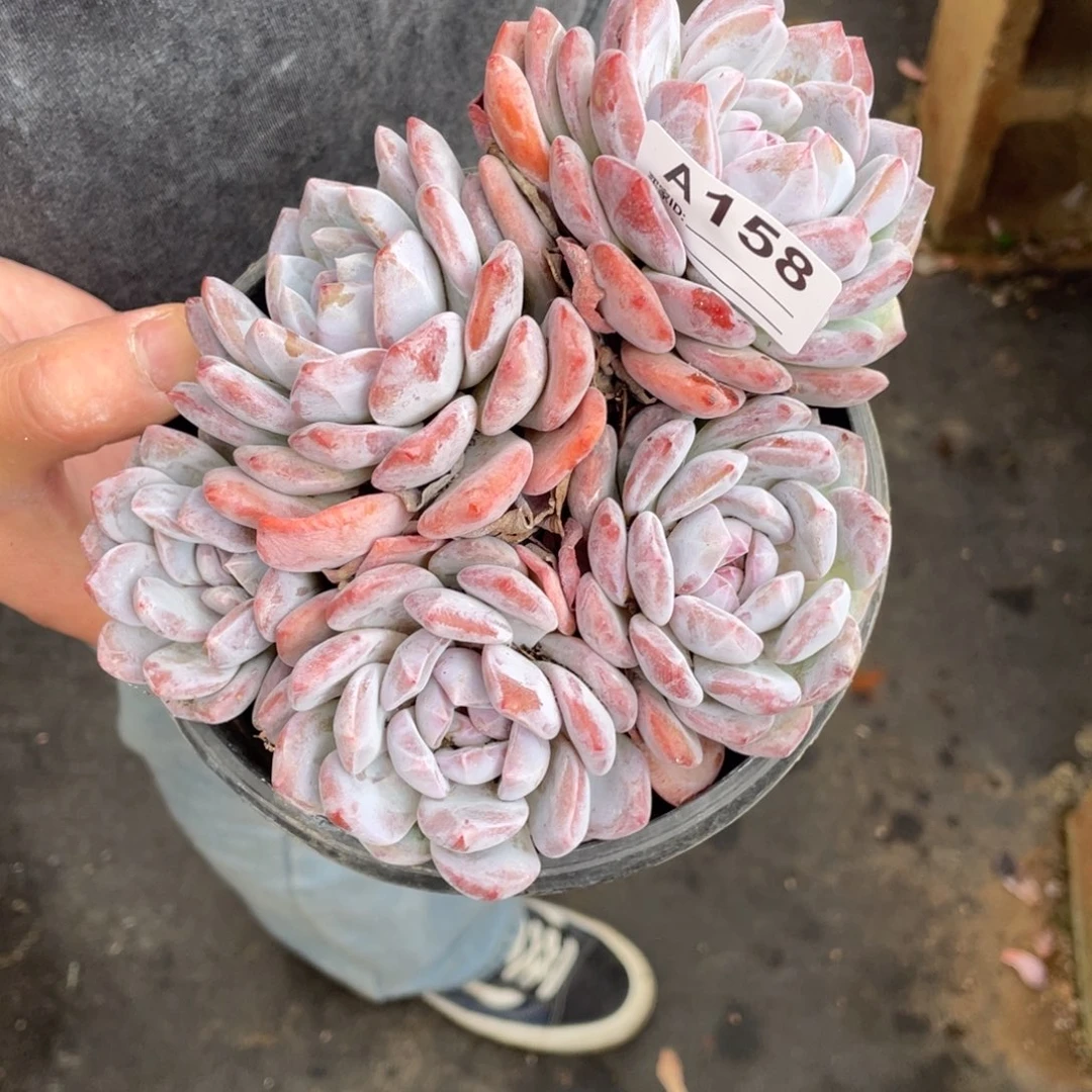 A158静好多肉园艺