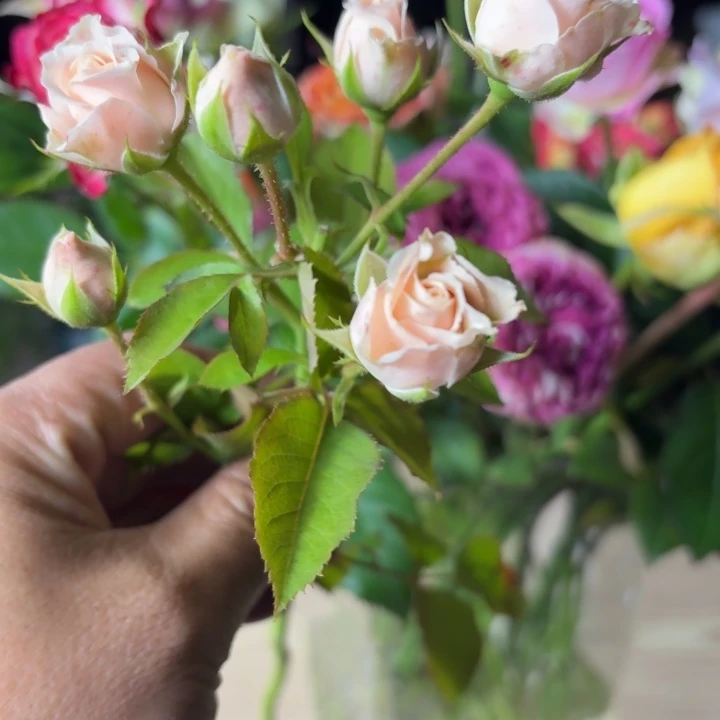 无花朵我的美人小苗