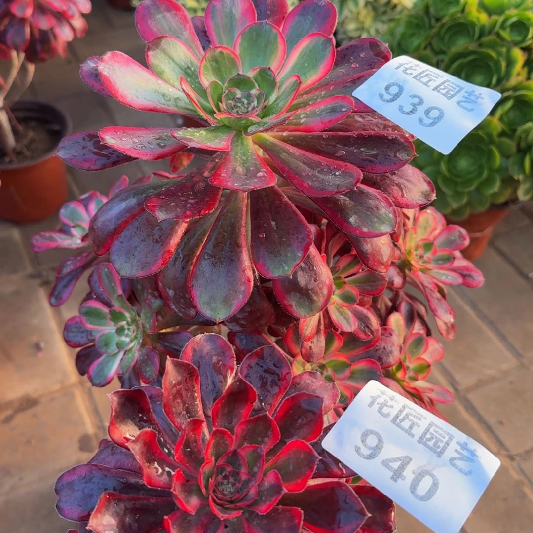 韵***?多肉植物939940丽娜