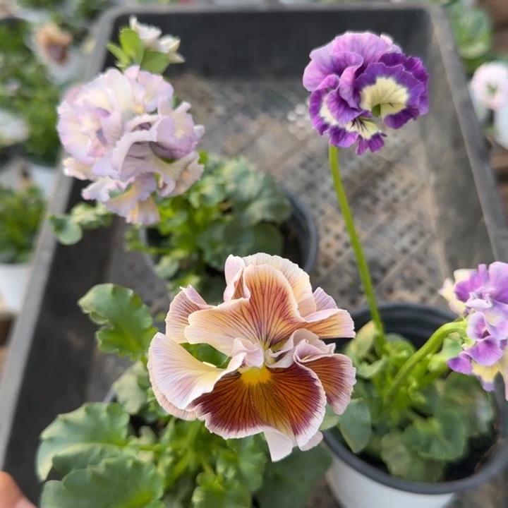 无花朵L308三棵角堇小苗一物一拍苗晃