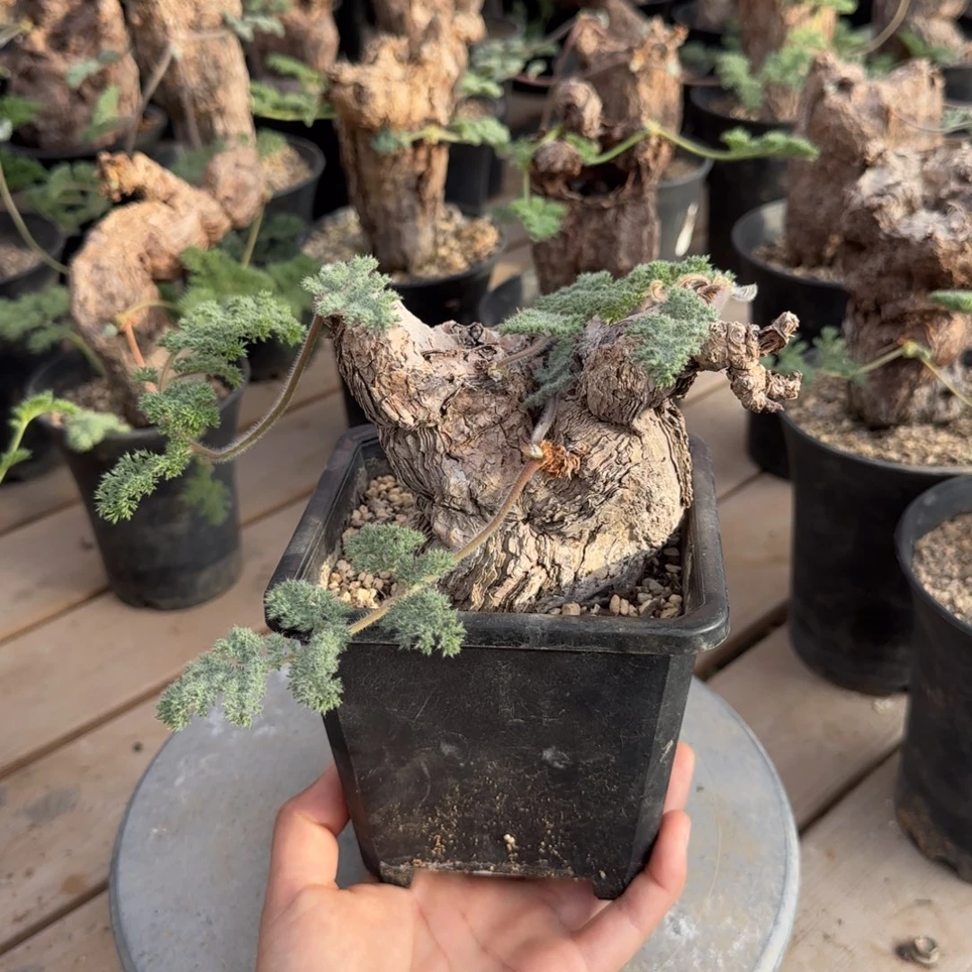 699枯木洋葵块根植物