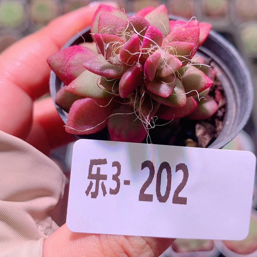 乐然3-202 吹雪之松锦