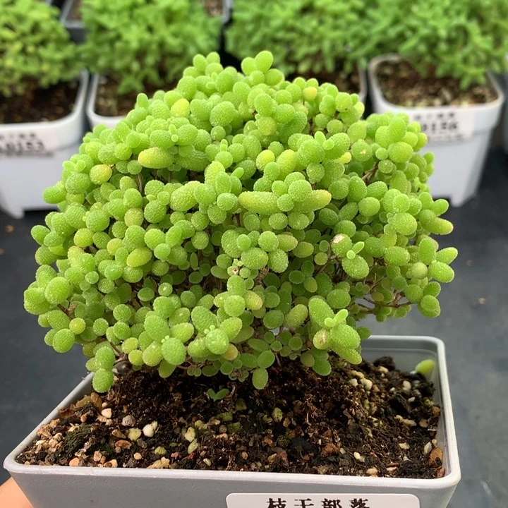 0161。 蜜橘糖球。