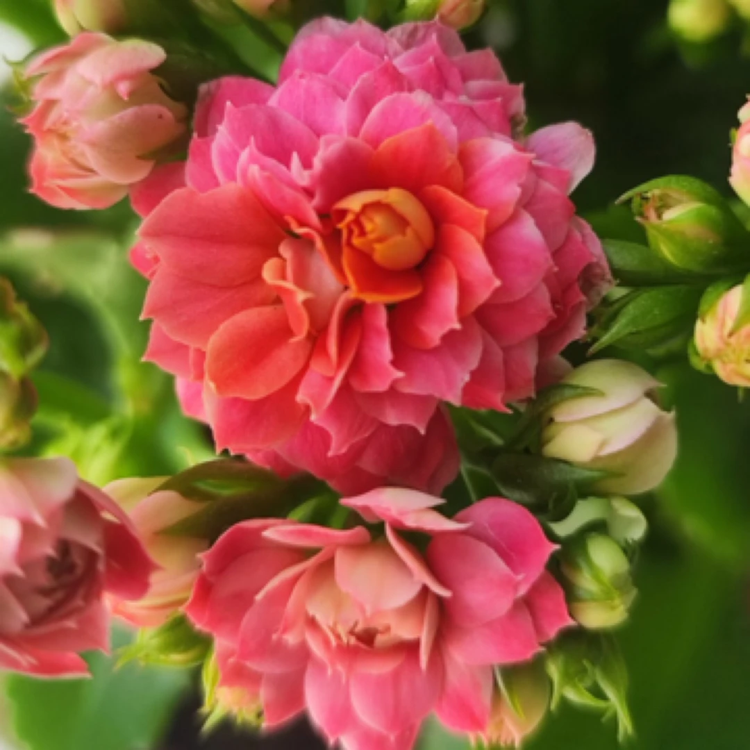 （110盆妃子笑) 重瓣大花 稀有品种懒人花卉 基地直发