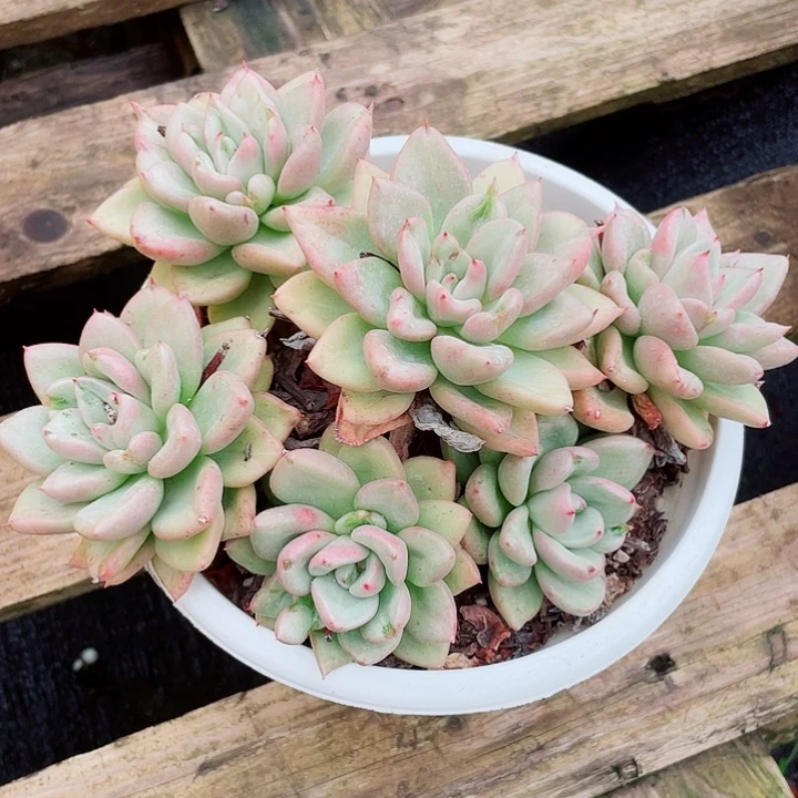 老桩控养奶油鹅梨22
