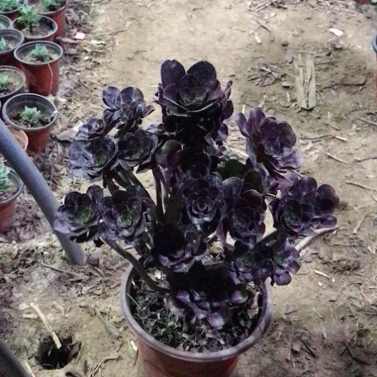 用***8圆叶玫瑰小朵朵多肉28