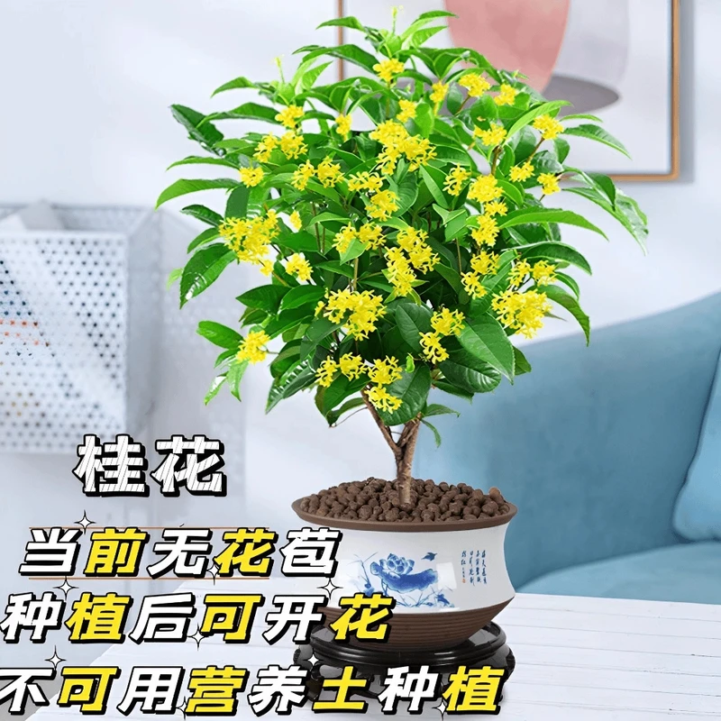 四季桂花浓香型盆栽好养树苗金桂耐寒室内外庭院地栽阳台花卉绿植