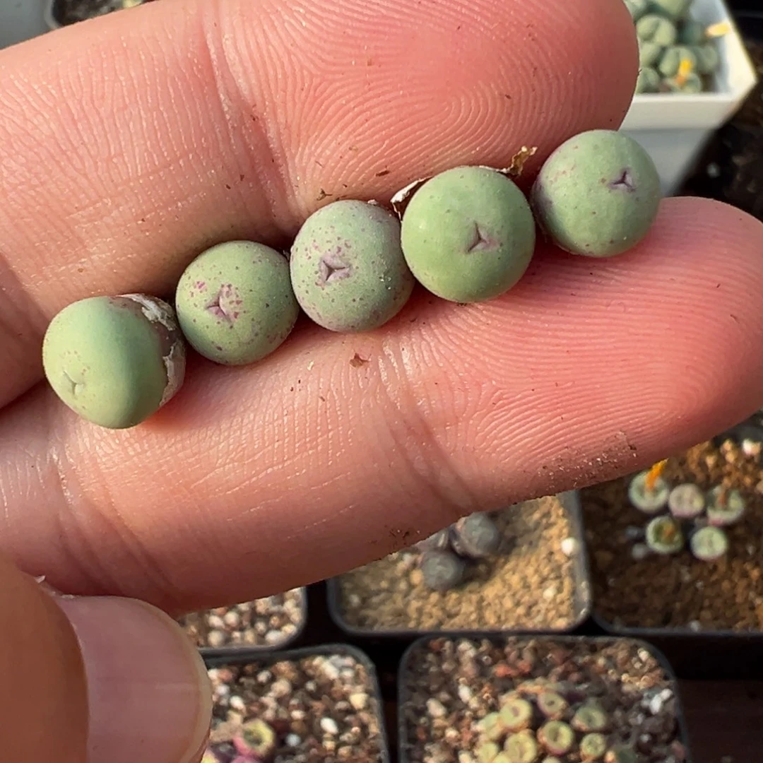 18-02量拍奔驰红嘴一颗