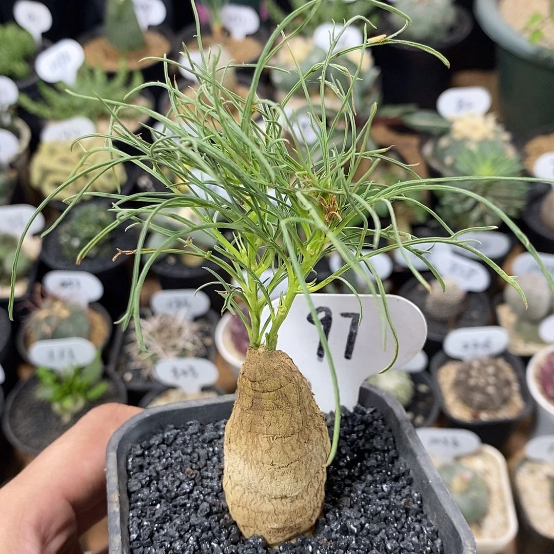 实生牵牛97号2.7cm