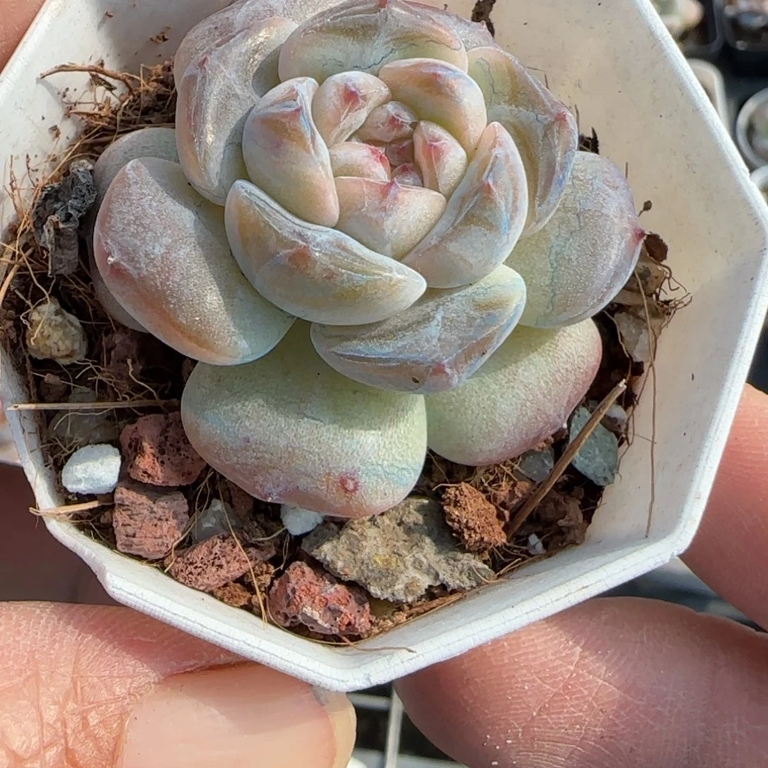 小卡拉米糖心一物一拍