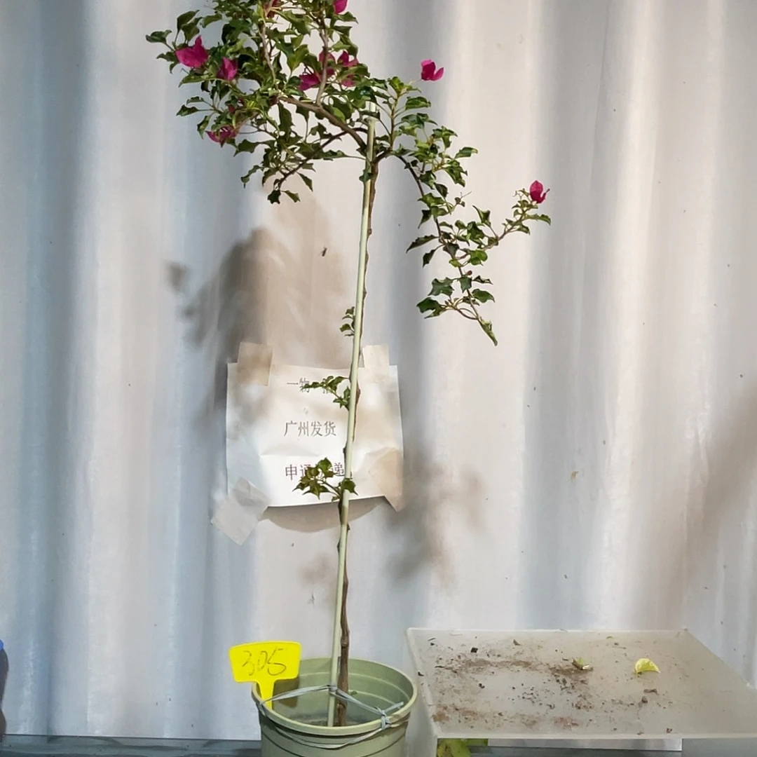 当前无花栽培后可以开花305蒙红高1.1米