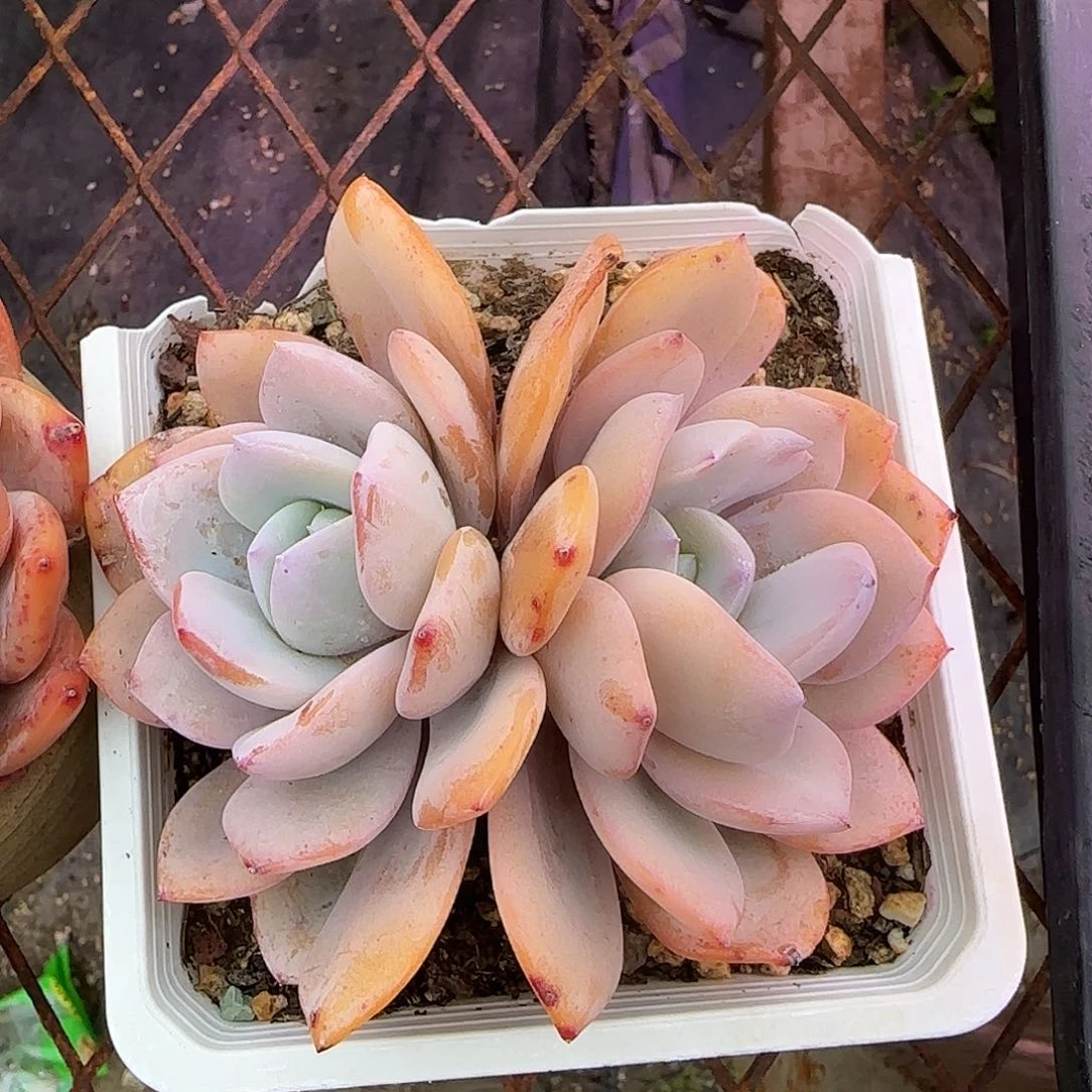 韩版奶茶老桩一物一拍