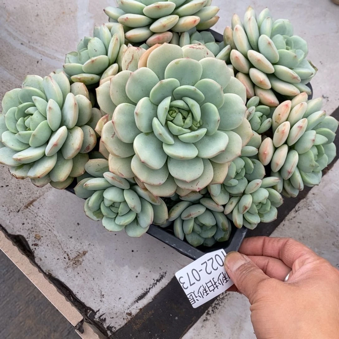 两单包邮1022-73香草