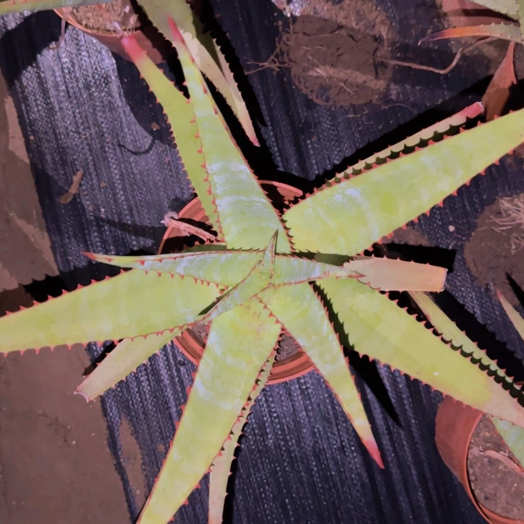 块根植物块根植物块根