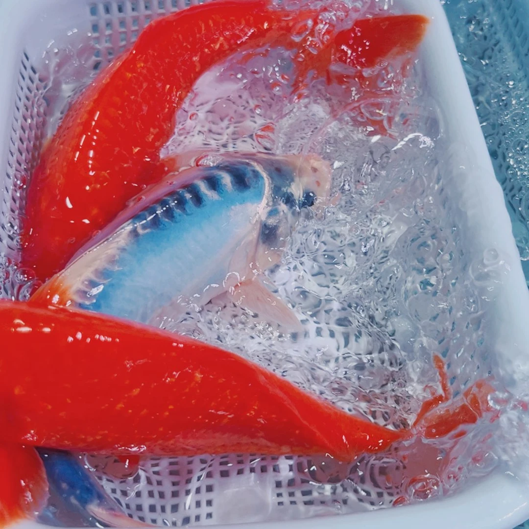 锦鲤锦鲤冷水鱼观赏