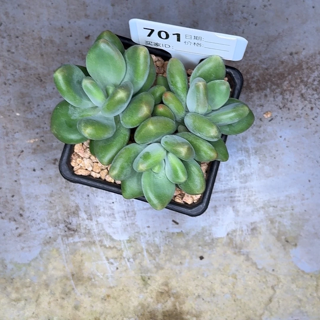 子****701X多肉植物寄养