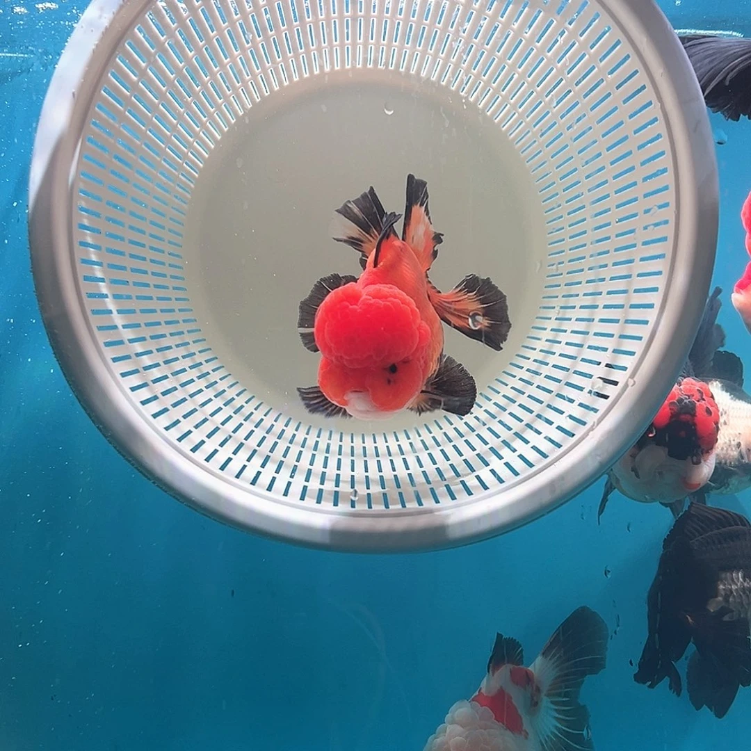 原泰玛丽顺丰到付