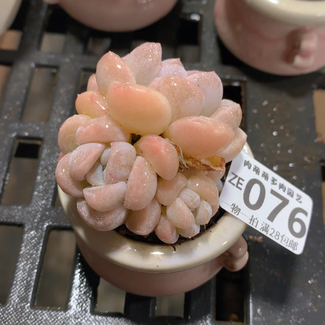 肉萌萌拇指盆精控多肉ZE076