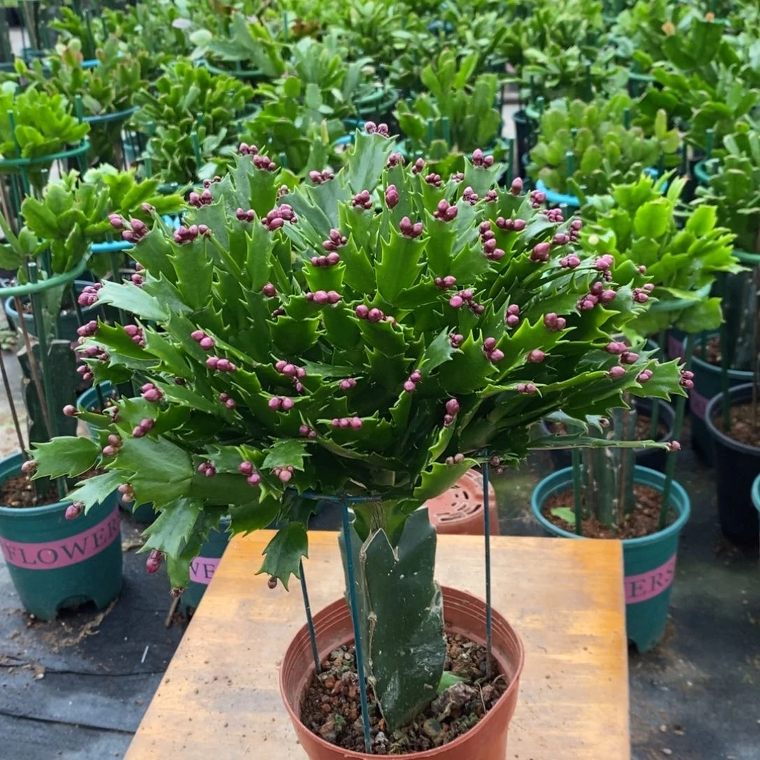 食***振完全开放631加勒比