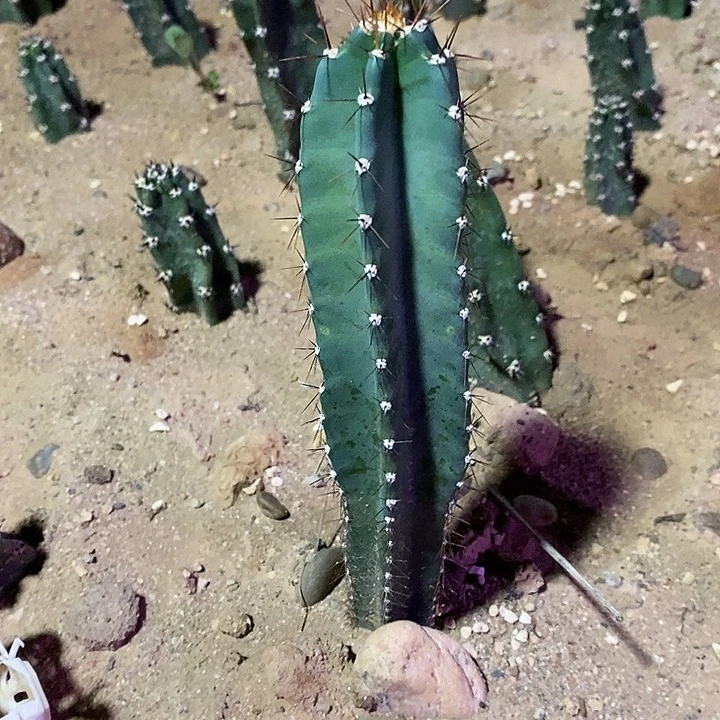 潮流植物量天尺一颗