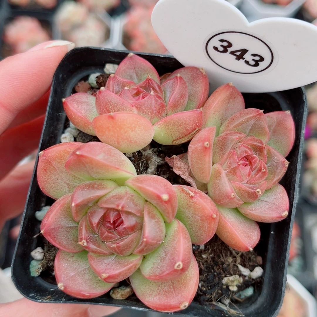 343号小老桩珍妮群