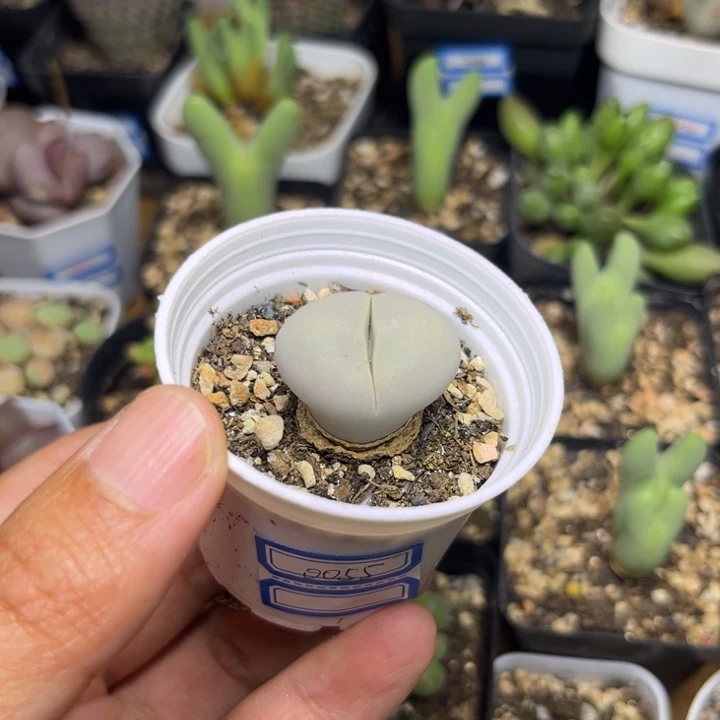 0055 绿春桃多肉植物