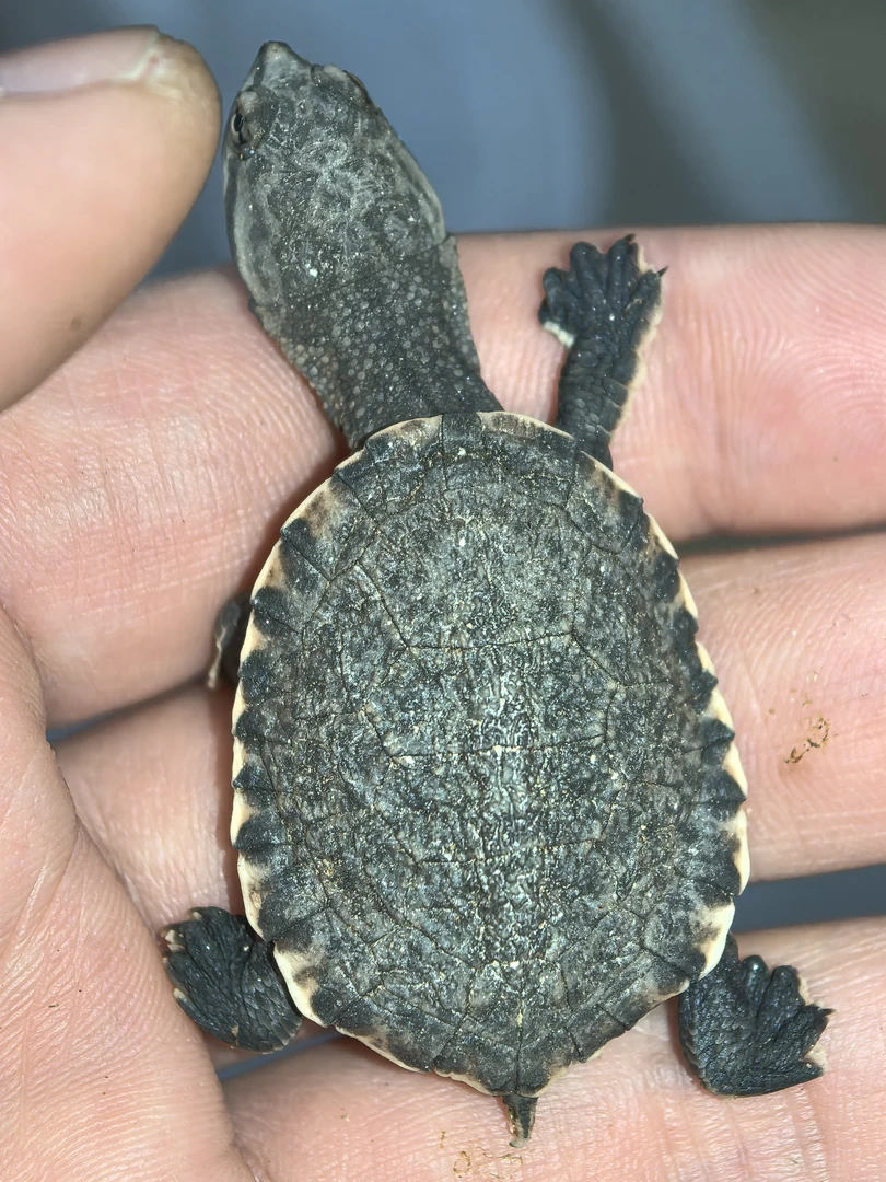 侧颈龟深水龟鱼缸观赏龟小乌龟