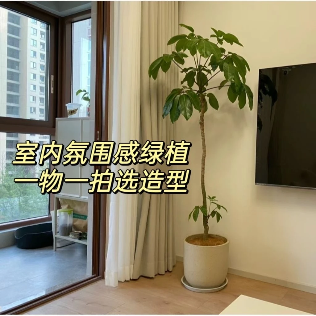 高端轻奢绿植大叶伞室内装饰植物大型落地盆栽客厅摆件
