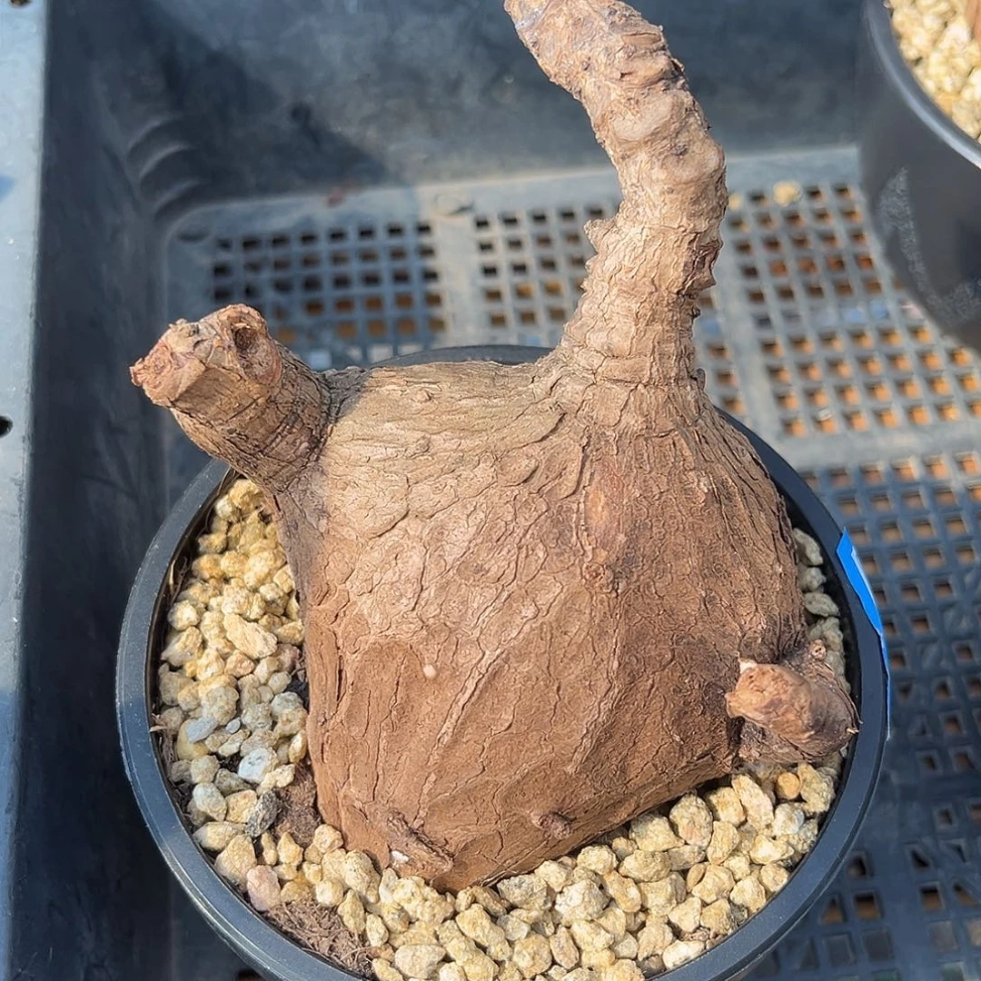 精品奇异油柑，企鹅造型