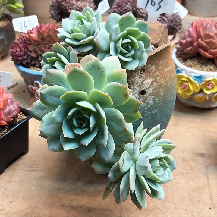 多肉植物，恋曲103号