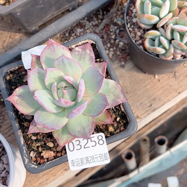 幸运颜色白色的颜色搭配