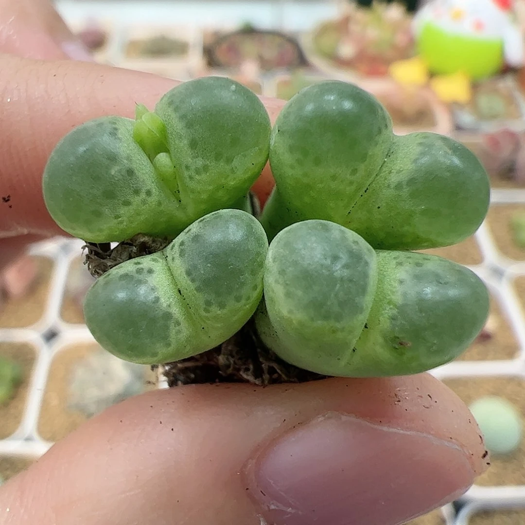 【闪购商品】46 4头