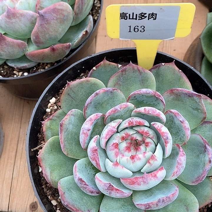 D163- 直播福利 惊鸿仙子