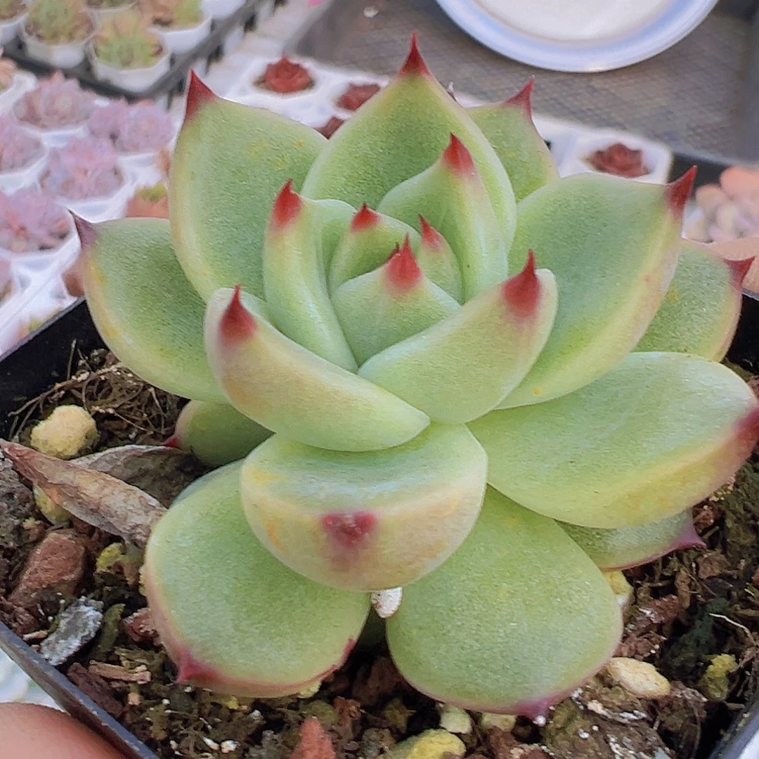 蓝龙19包邮多肉植物