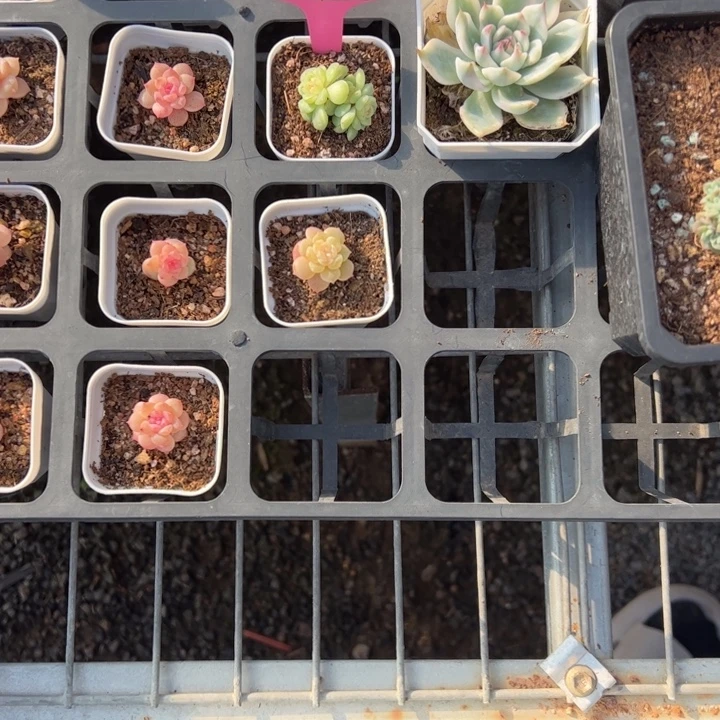 喜***的丑的专拍链接啊啊啊啊啊啊