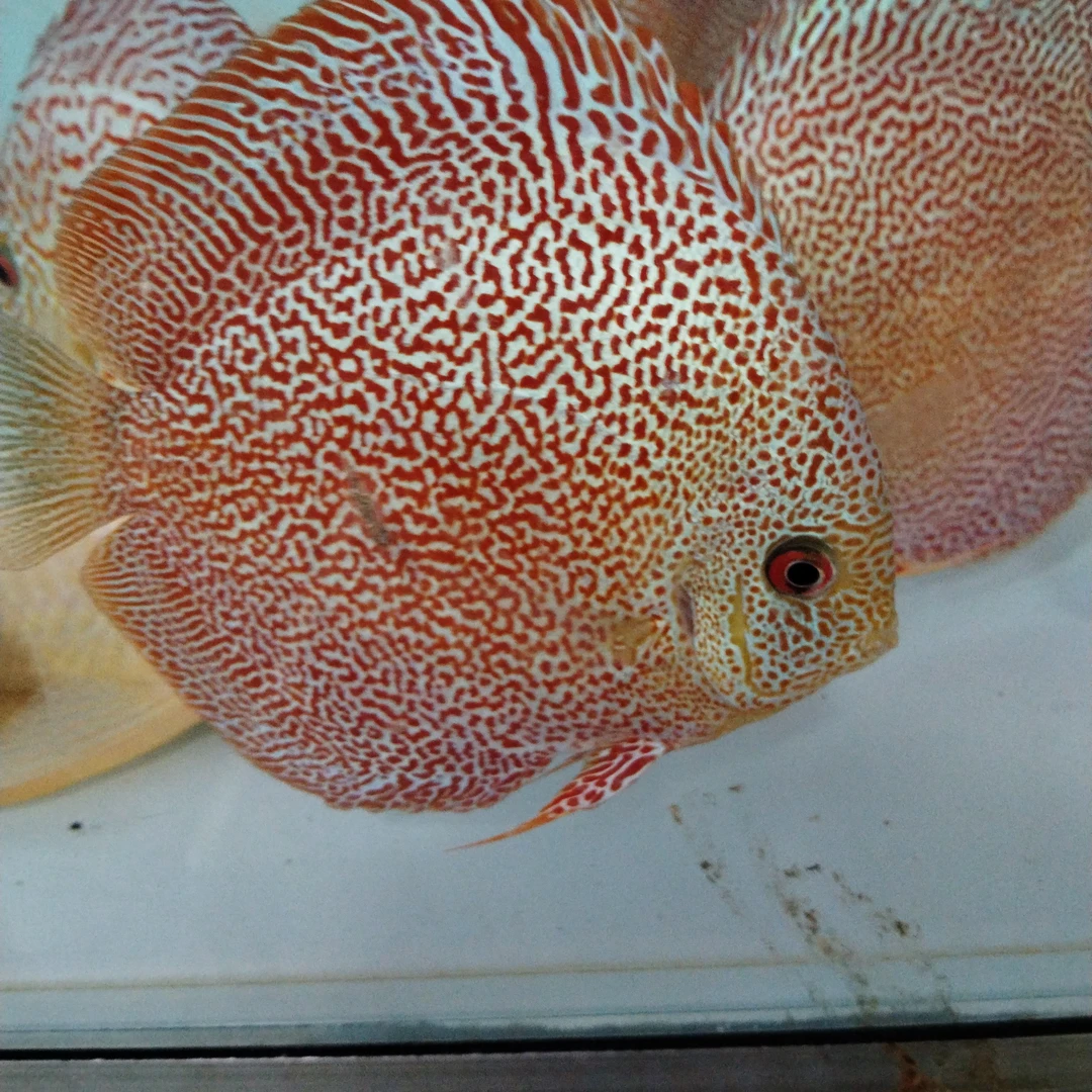 18栋蜘蛛侠七彩神仙鱼苗淡水观赏鱼活体热带水族宠物