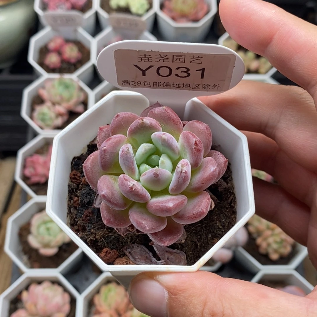 0031 水晶琥珀 4.5cm