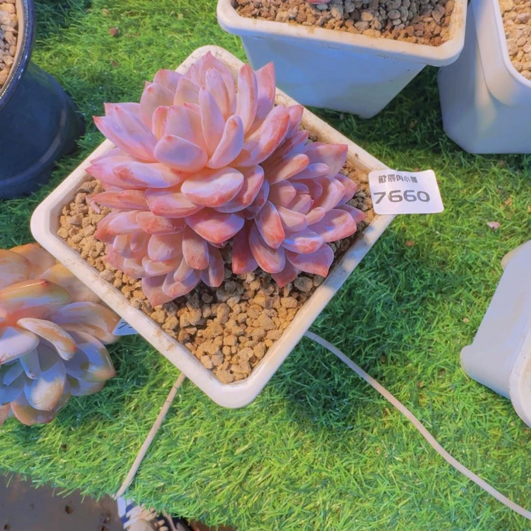 多肉植物橙梦露群7660
