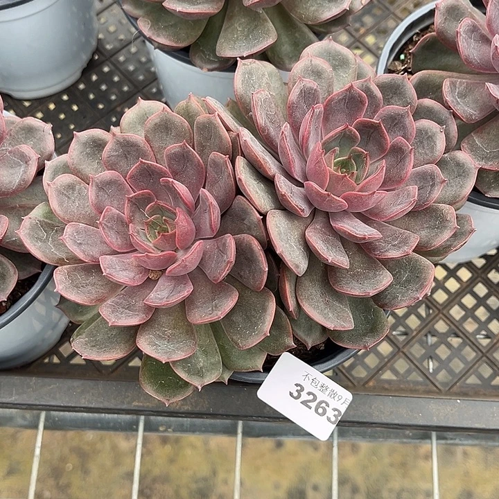 阿雅园艺。         3263红玫瑰