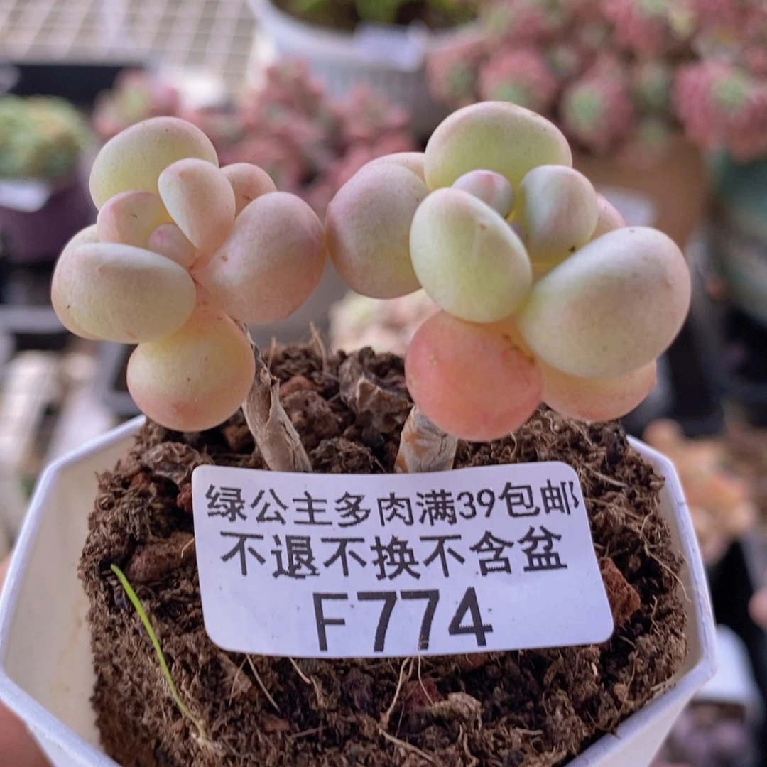 萤火虫5cm774多肉植物